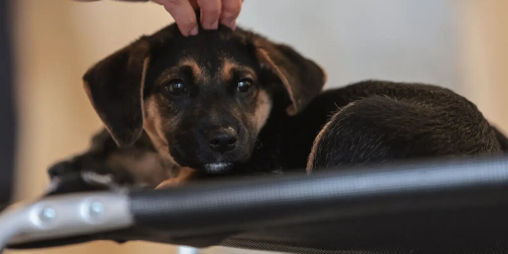pets_doacao_32.jpg