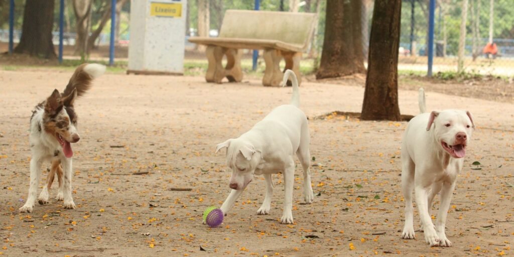 tutores_com_caes_no_parcao_espaco_exclusivo_para_cachorros_na_praca_ayrton_senna_do_brasil_rvsa_abr.jpeg