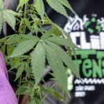 marcha_maconha_sp_07.jpg